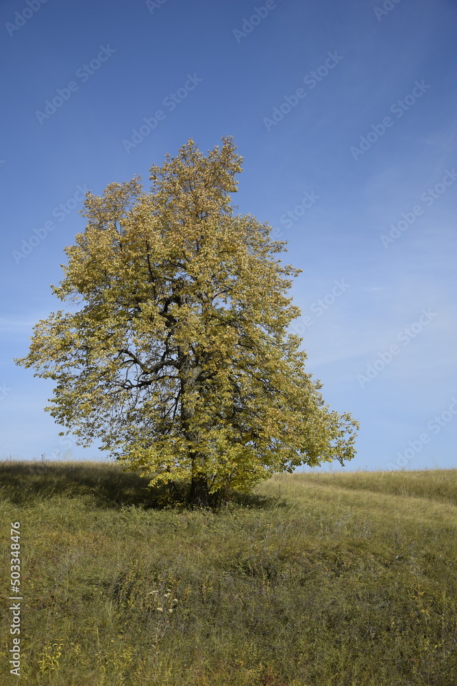 A lonely tree in a field in Sengileyevsky district of Ulyanovsk region, Russia A lonely tree in a field in Sengileyevsky district of Ulyanovsk region, Russia