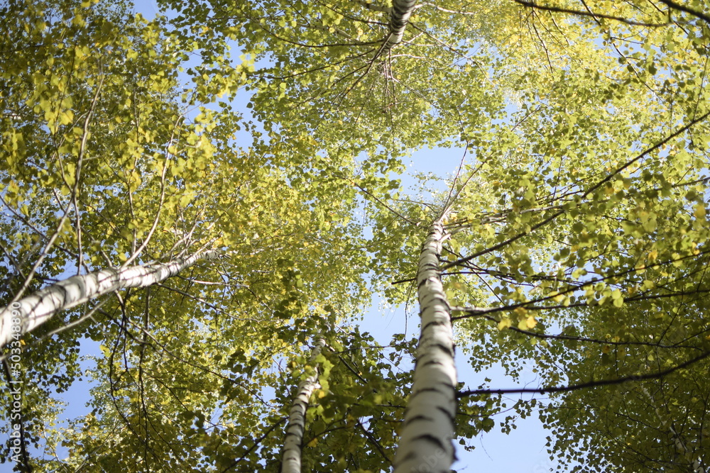 Fototapeta premium Autumn forest in Sengileyevsky district of Ulyanovsk region, birches with yellow and green foliage