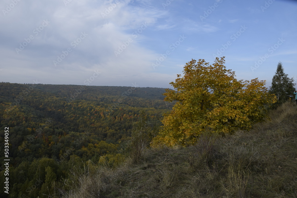 Autumn forest in Sengileyevsky district of Ulyanovsk region, birches with yellow and green foliage