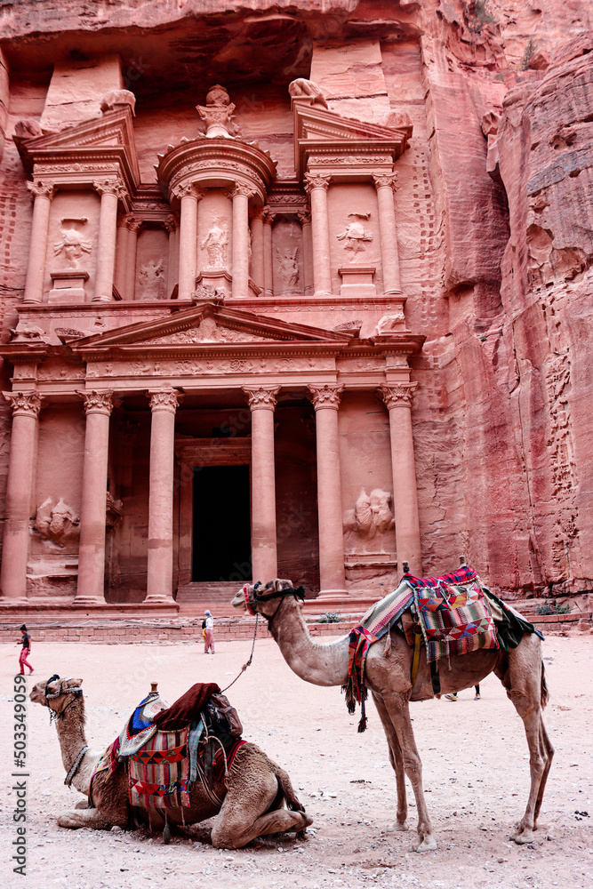 Naklejka premium Cammelli di fronte alla facciata del tesoro di Petra