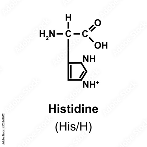 Histidine Amino Acid Chemical Structure. Vector Illustration.