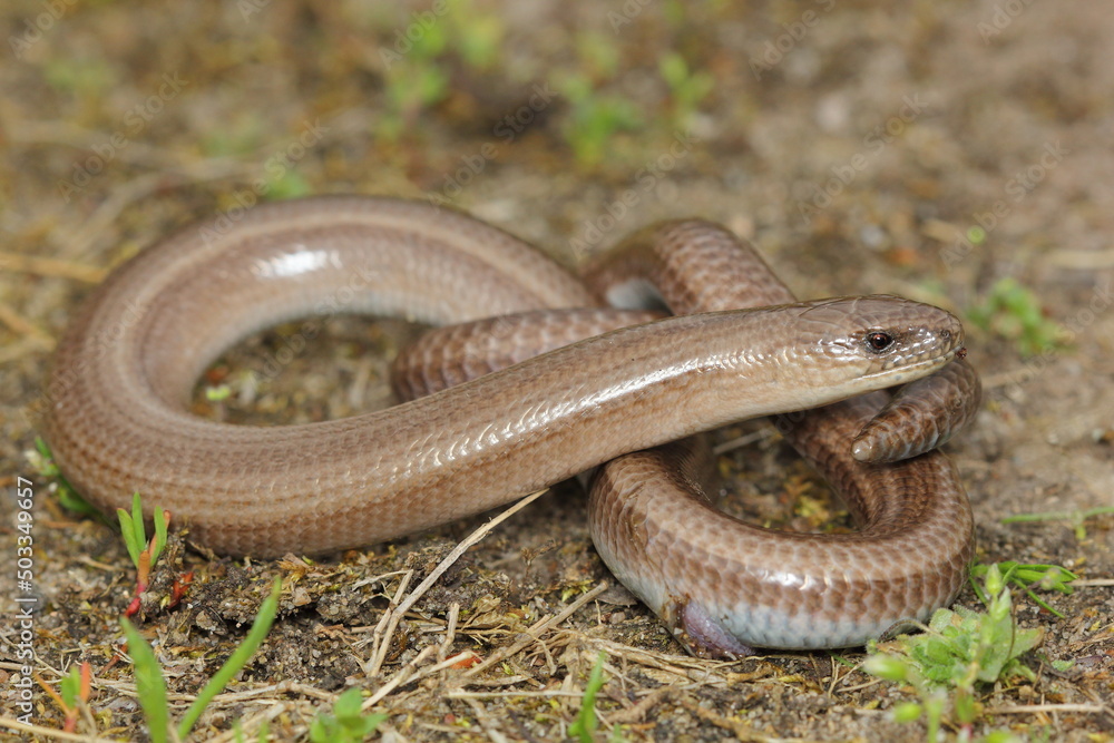 The slow worm, deaf adder, a slowworm, blindworm, long-cripple (Anguis fragilis) male in a natural habitat
