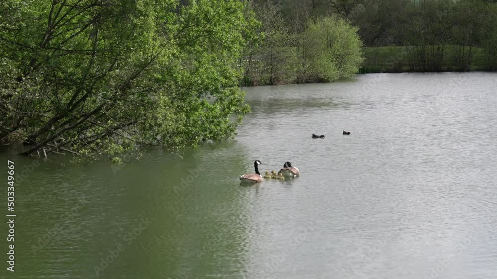 Canadian geese parents with babies on a lake swimming Canadian geese parents with babies on a lake swimming