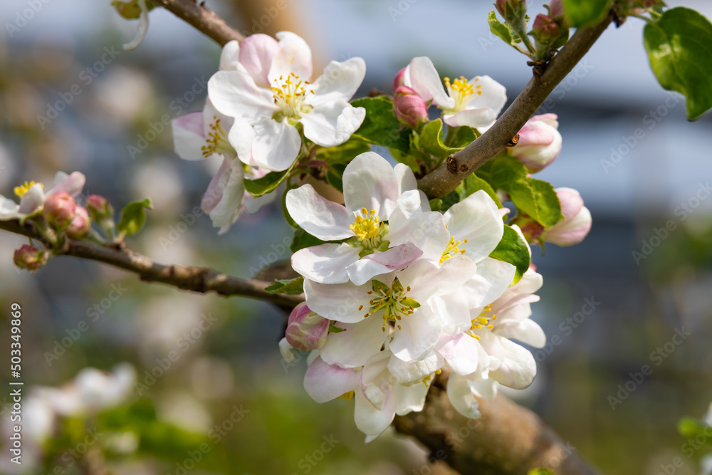 apple tree flowers close up with blurred background apple tree flowers close up with blurred background