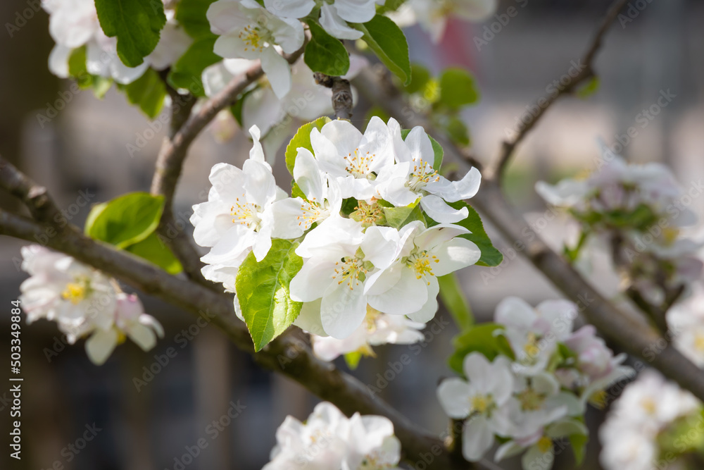 apple tree flowers close up with blurred background