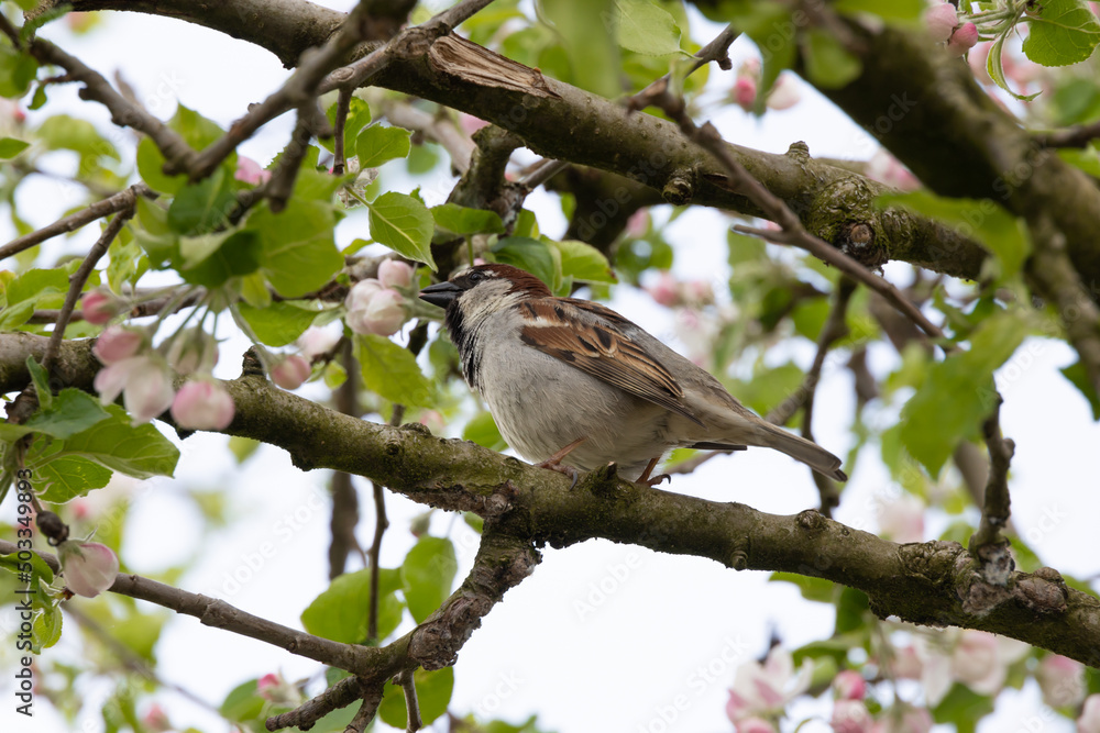 a sparrow sits on a blossoming branch of an apple tree a sparrow sits on a blossoming branch of an apple tree
