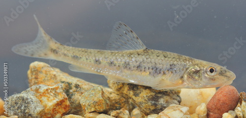 the gudgeon (Gobio gobio) in a natural underwater habitat