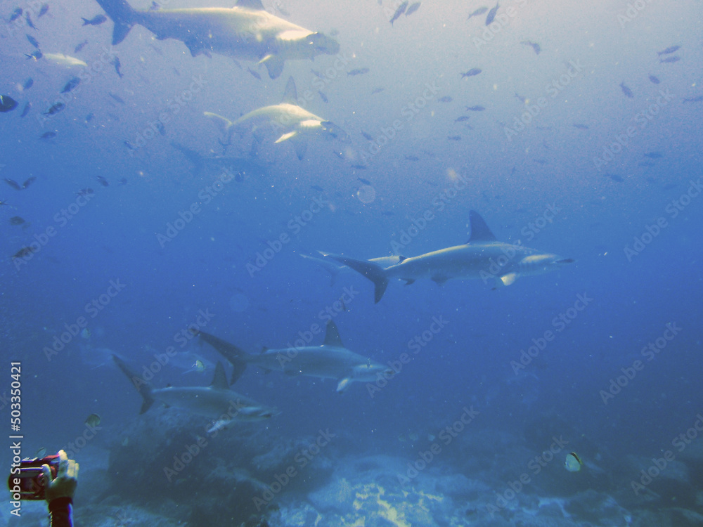 Obraz premium Shoal of Giant Hammerhead sharks near Darwin's arch, Galapagos Islands, Ecuador