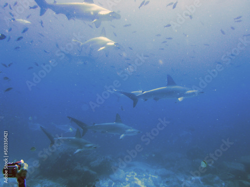 Shoal of Giant Hammerhead sharks near Darwin's arch, Galapagos Islands, Ecuador