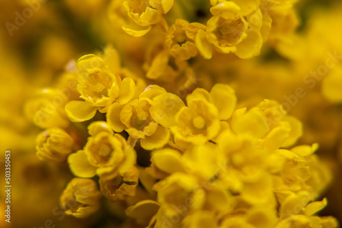 Yellow flowers of mahonia background