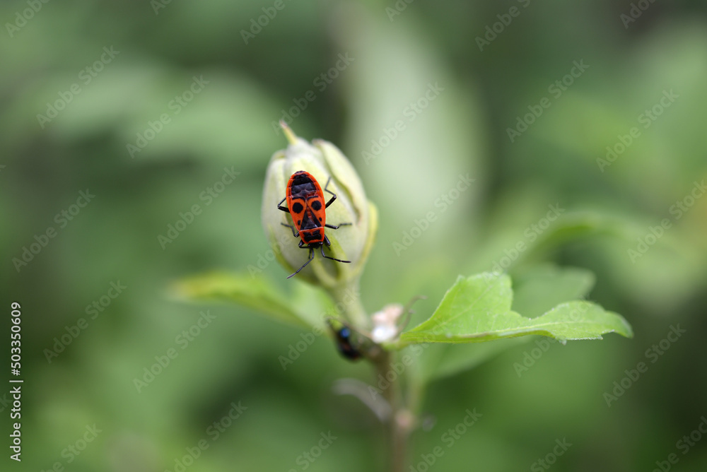 Naklejka premium Insecte gendarme