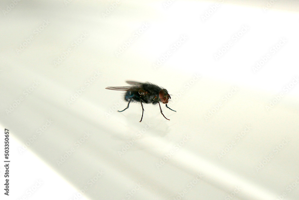 Mouche Mouche