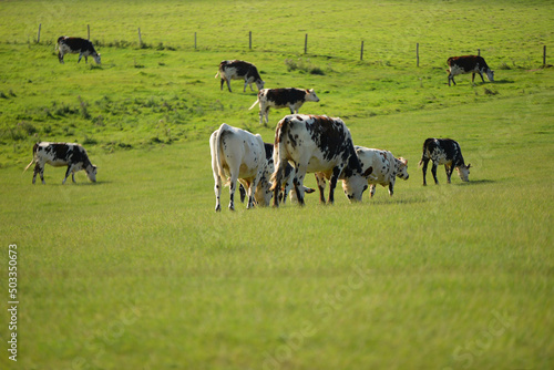 Troupeau de vaches