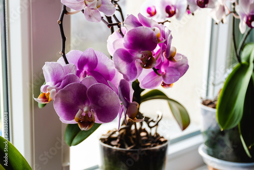 Close up view of a pink flowering orchid on the window. photo