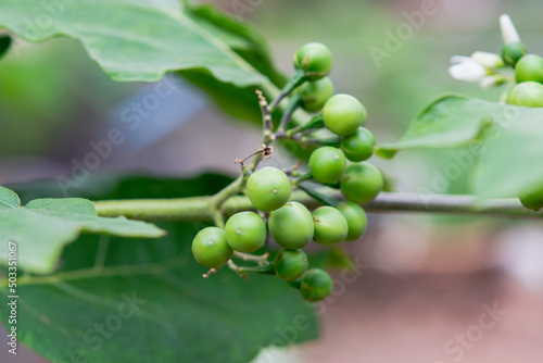 Pea Eggplant, Turkey berry on the branch