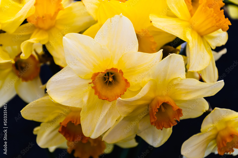 Close-up view of a field of yellow daffodils in the garden. Close-up view of a field of yellow daffodils in the garden.