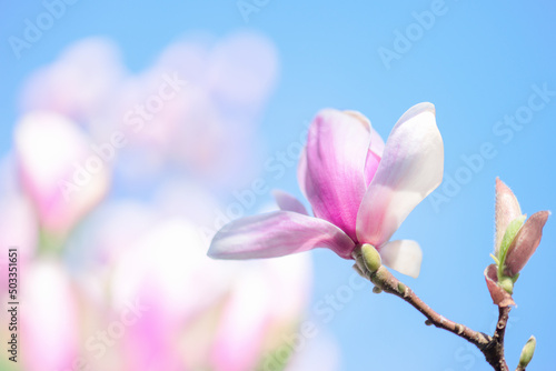 Magnolie blüht im Frühling, Blüte rosa und Himmel blau im Hintergrund
