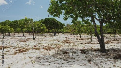 cashew trees field texture aerial drone shot footage