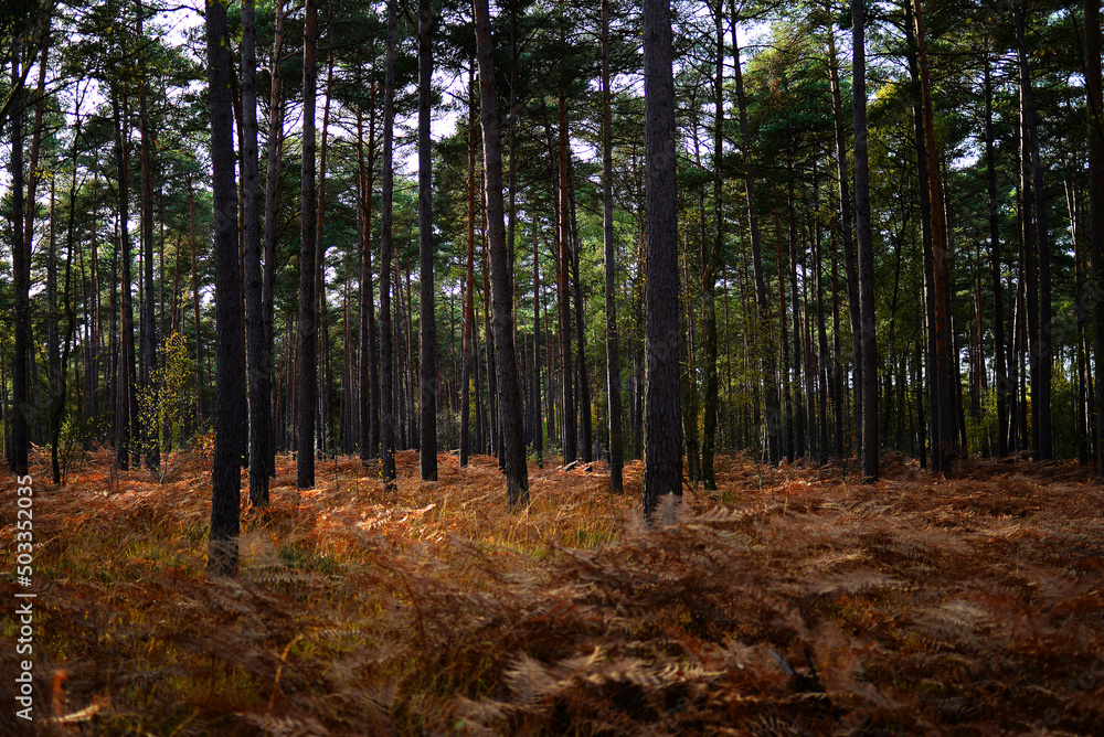 Obraz premium Automne feuilles forêt