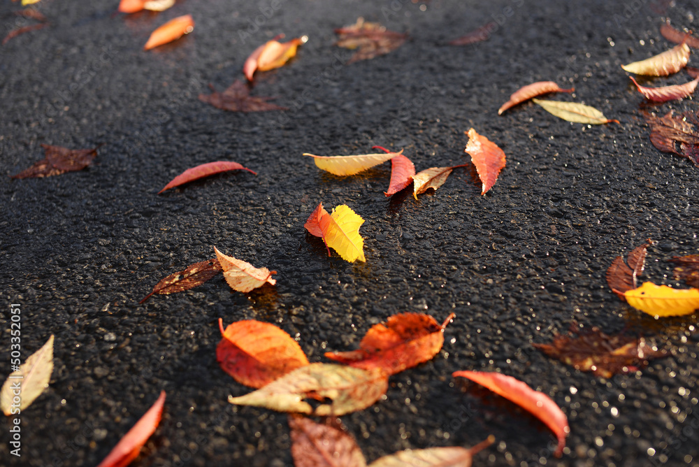 Automne feuilles sur goudron