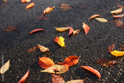 Automne feuilles sur goudron