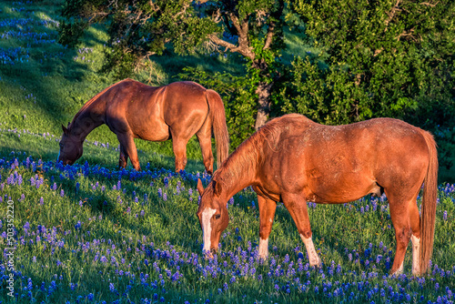 Horse and his Bluebonnets in Texas