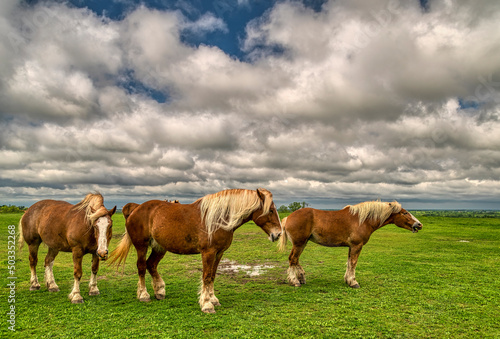 Εκτύπωση καμβά Belgian Draft Horses