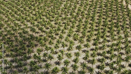 coconut trees field texture aerial drone shot footage