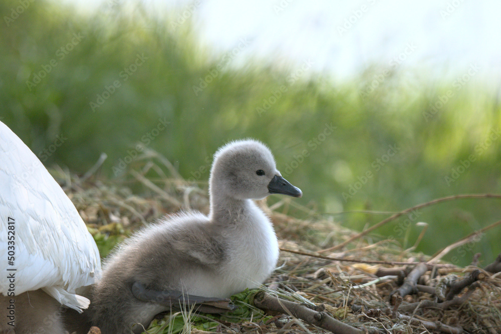 Bébé cygne tuberculé (Cygnus olor) âgé de quelques jours - Bas Rhin -France Bébé cygne tuberculé (Cygnus olor) âgé de quelques jours - Bas Rhin -France