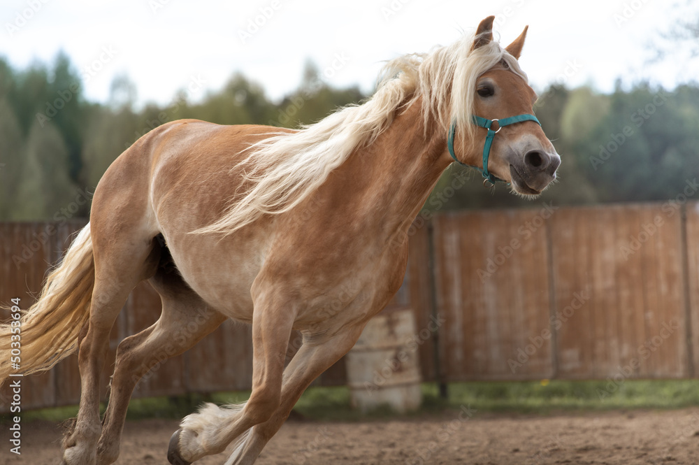 Obraz premium A beautiful palomino horse gallops across the paddock. Background of a wooden fence. Haflinger with a beautiful flowing white mane
