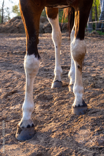 The legs and hooves of a piebald horse close up.