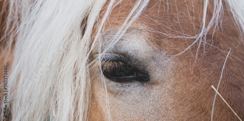 Horse close up. No stress  relaxed. Banner background. A closed eye and a beautiful white mane. Palomino haflinger