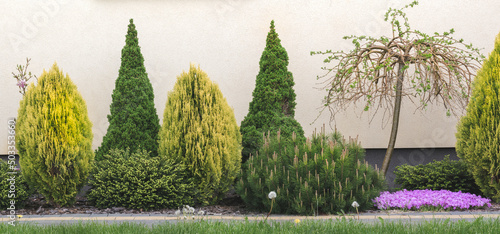Valokuva Plants in the garden in spring