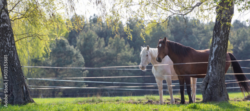 Wallpaper Mural White and bay horse in a pasture in a fence against the backdrop of nature. Banner. Natural scene at sunset. Trees, birch. Spring Summer Torontodigital.ca