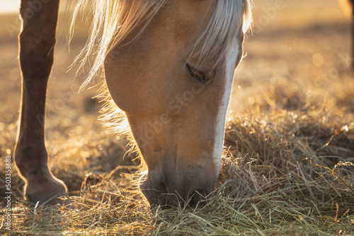 Fotomurale palomino horse eat hay, sun sat