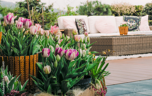 Taras z miejscem do wypoczynku piękną dekoracją tulipanów w doniczkach