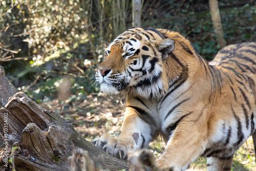 Siberian tiger close up stretching © Melerina