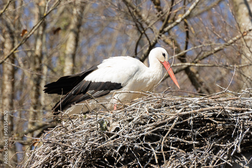 stork builds its nest in spring