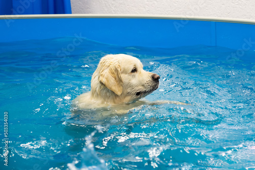 Картината върху платно golden retriever dog training in the swimming pool
