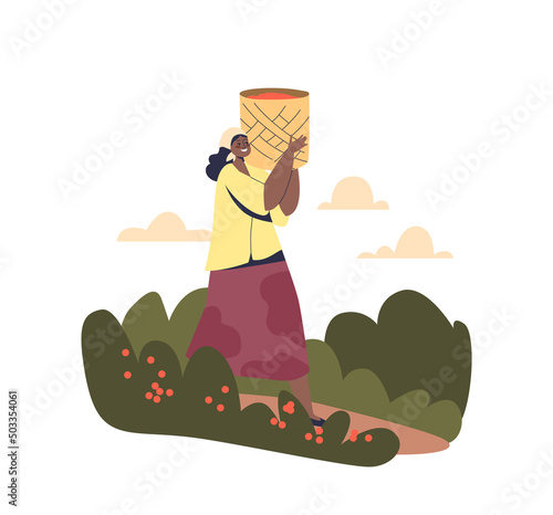Brazilian woman carry bag with coffee beans from plantation. Female farm worker harvesting coffee