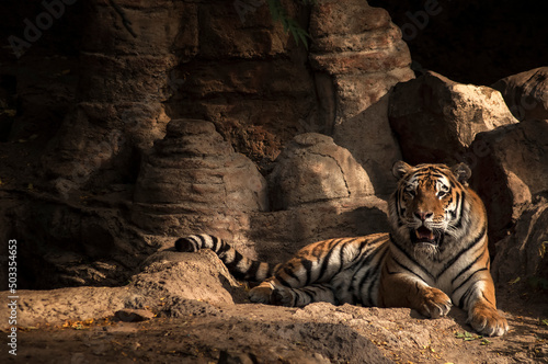 Fototapeta Naklejka Na Ścianę i Meble -  Lounging tiger