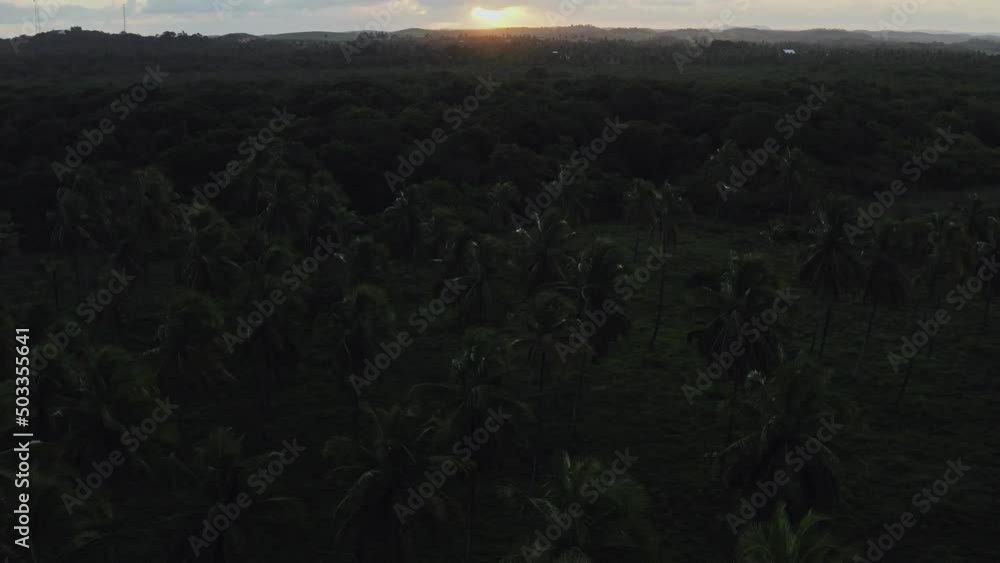 sunset with coconut trees at beach sea ocean sand waves aerial drone shot sunset with coconut trees at beach sea ocean sand waves aerial drone shot