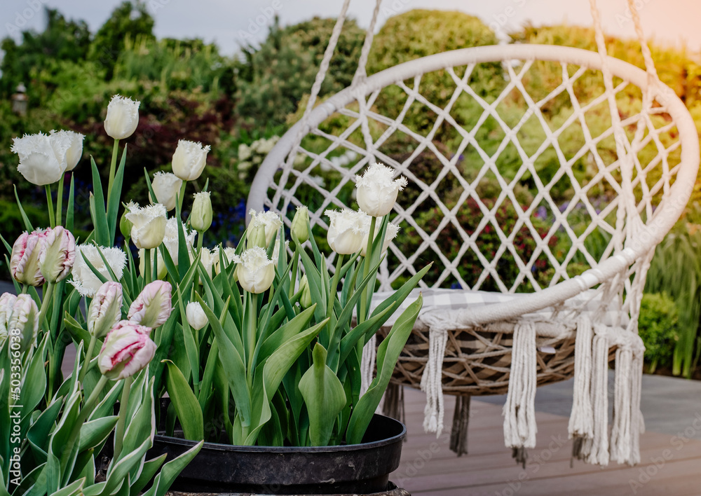 Fototapeta premium Huśtawka ogrodowa na tarasie wśród białych tulipanów w doniczkach