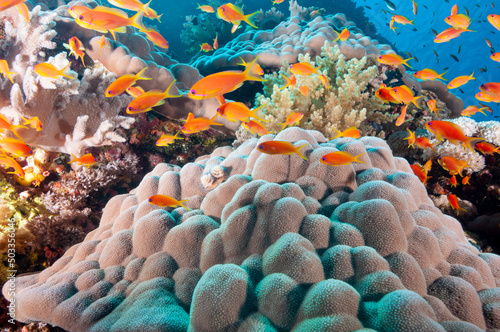 Barriera corallina con coralli e pesci colorati