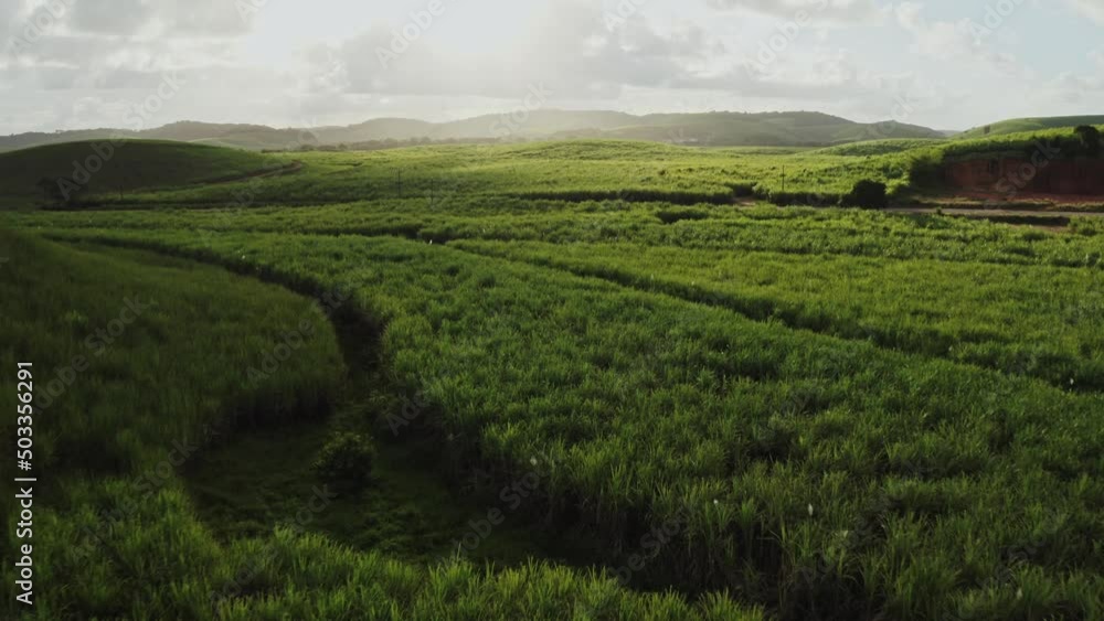 view of landscape field sugar cane clouds sky aerial drone shot view of landscape field sugar cane clouds sky aerial drone shot