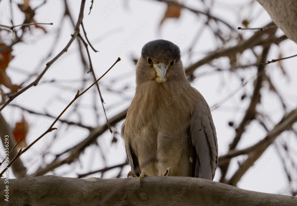 black crowned night heron perching on a tree black crowned night heron perching on a tree