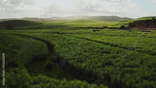 view of landscape field sugar cane clouds sky aerial drone shot