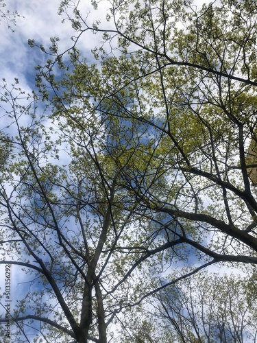 trees and sky