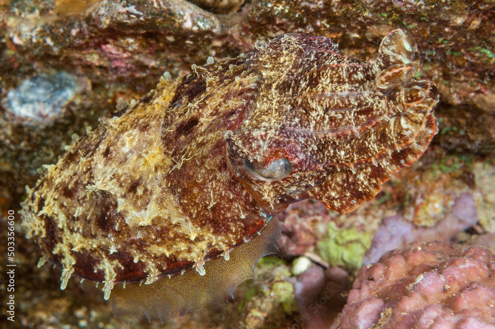 Seppia mimetizzata con la barriera corallina Seppia mimetizzata con la barriera corallina