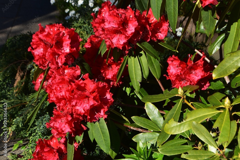 Red Rhododendron flowers, in the garden. Red Rhododendron flowers, in the garden.